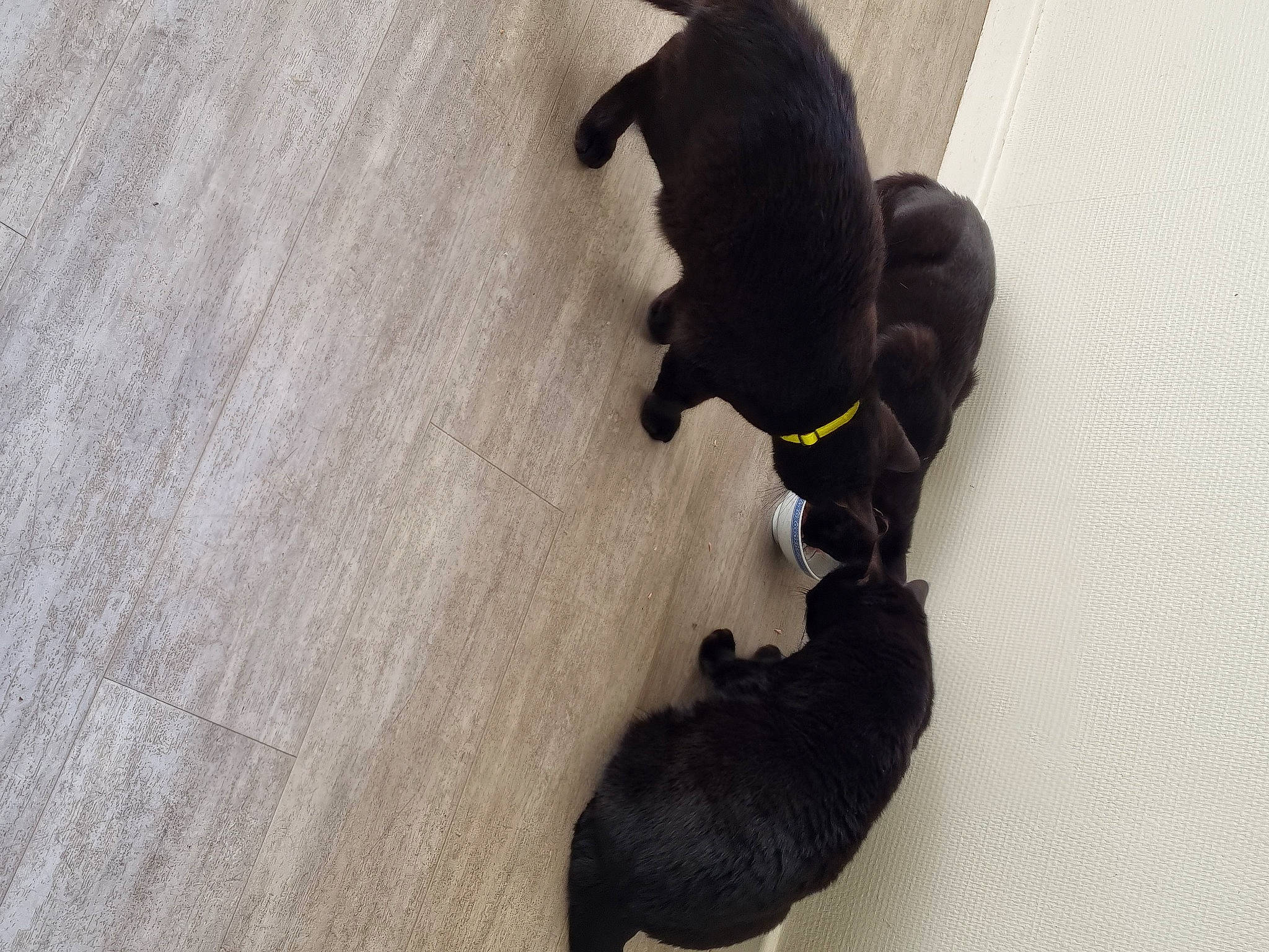 Mes Loulous. participe au concours pour gagner de l'argent avec cette photo : black_cat, borador, canidae, carnivore, comfort, companion_dog, dog, dog_breed, fawn, floor, flooring, fur, hardwood, snout, sporting_group, tail, terrestrial_animal, wood, wood_flooring, working_animal