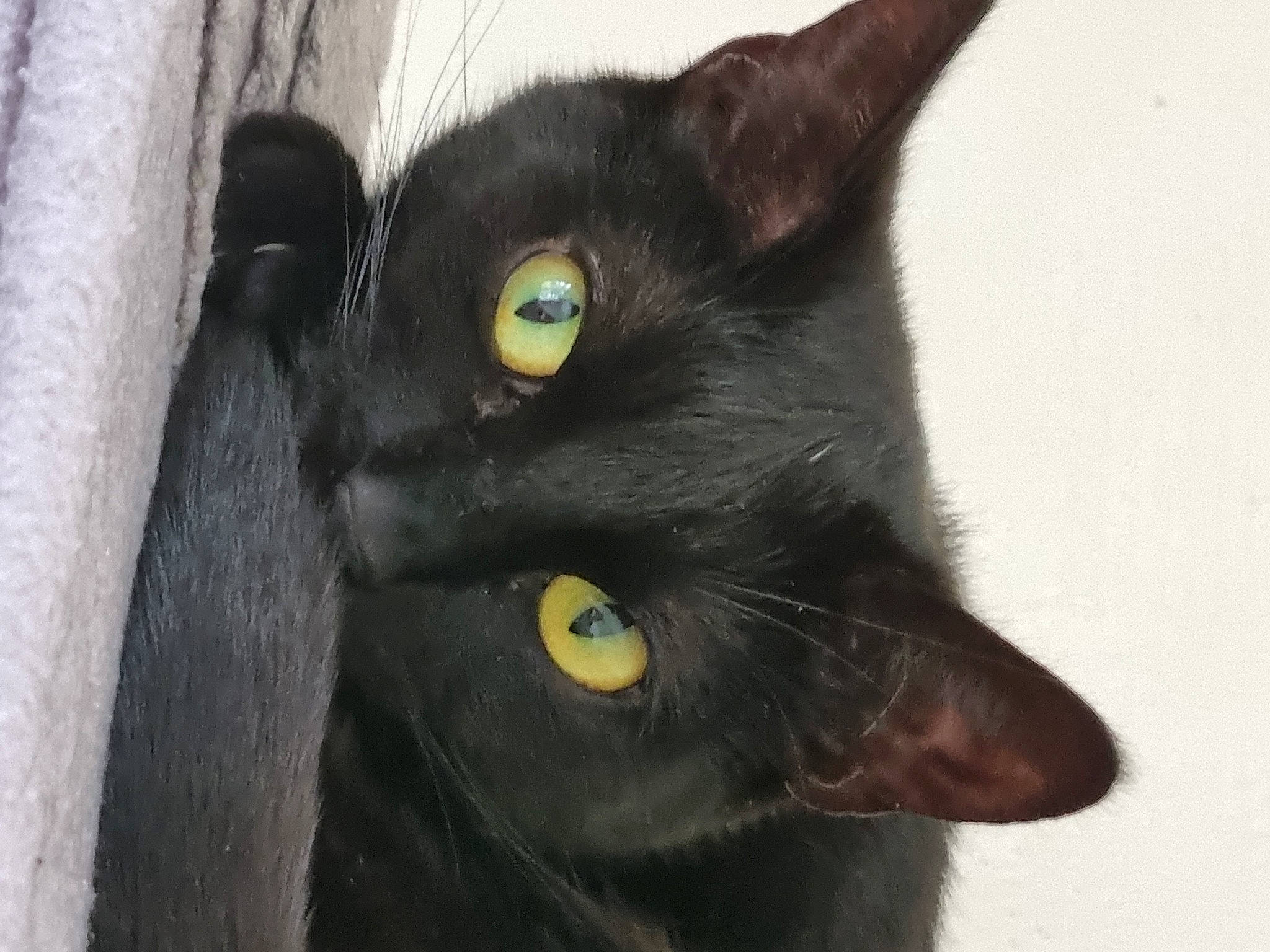 Mes Loulous. participe au concours pour gagner de l'argent avec cette photo : black_cat, bombay, carnivore, cat, domestic_short_haired_cat, ear, felidae, fur, havana_brown, iris, plant, small_to_medium_sized_cats, snout, whiskers