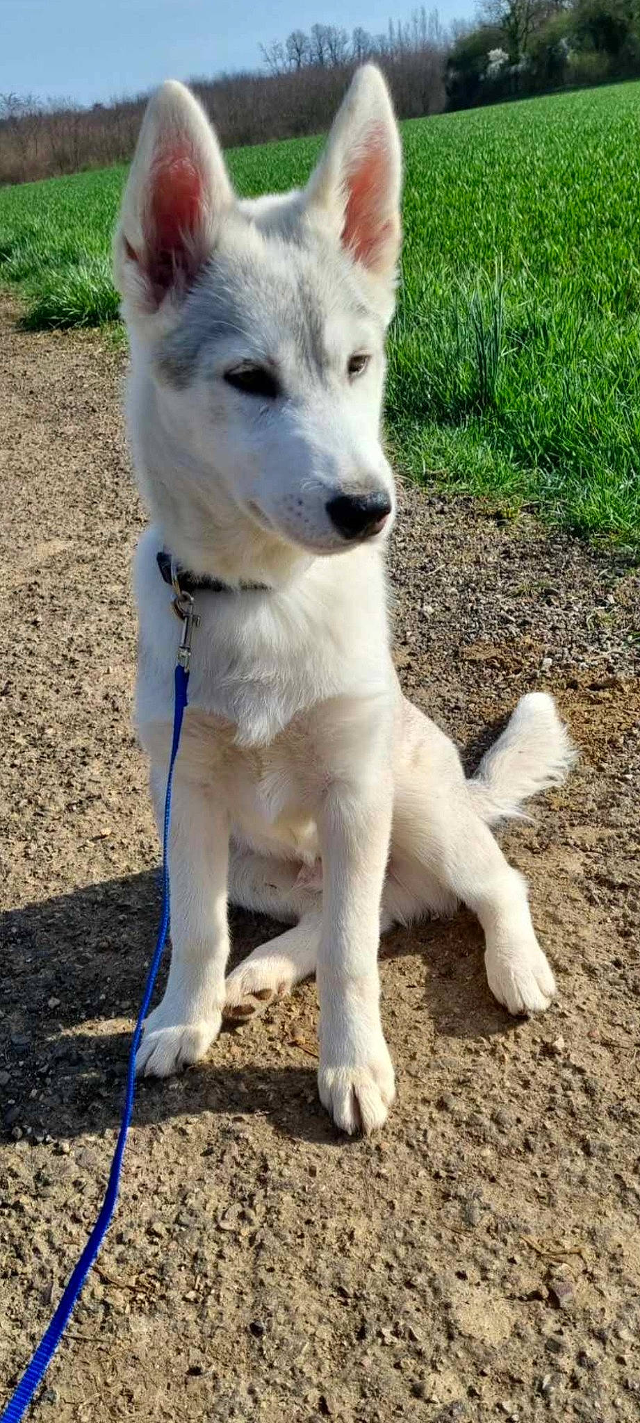 Olaf participe au concours pour gagner de l'argent avec cette photo : ancient_dog_breeds, canidae, carnivore, collar, companion_dog, dog, dog_breed, dog_collar, fang, grass, non_sporting_group, plant, soil, sporting_group, tail, terrestrial_animal, working_animal, working_dog