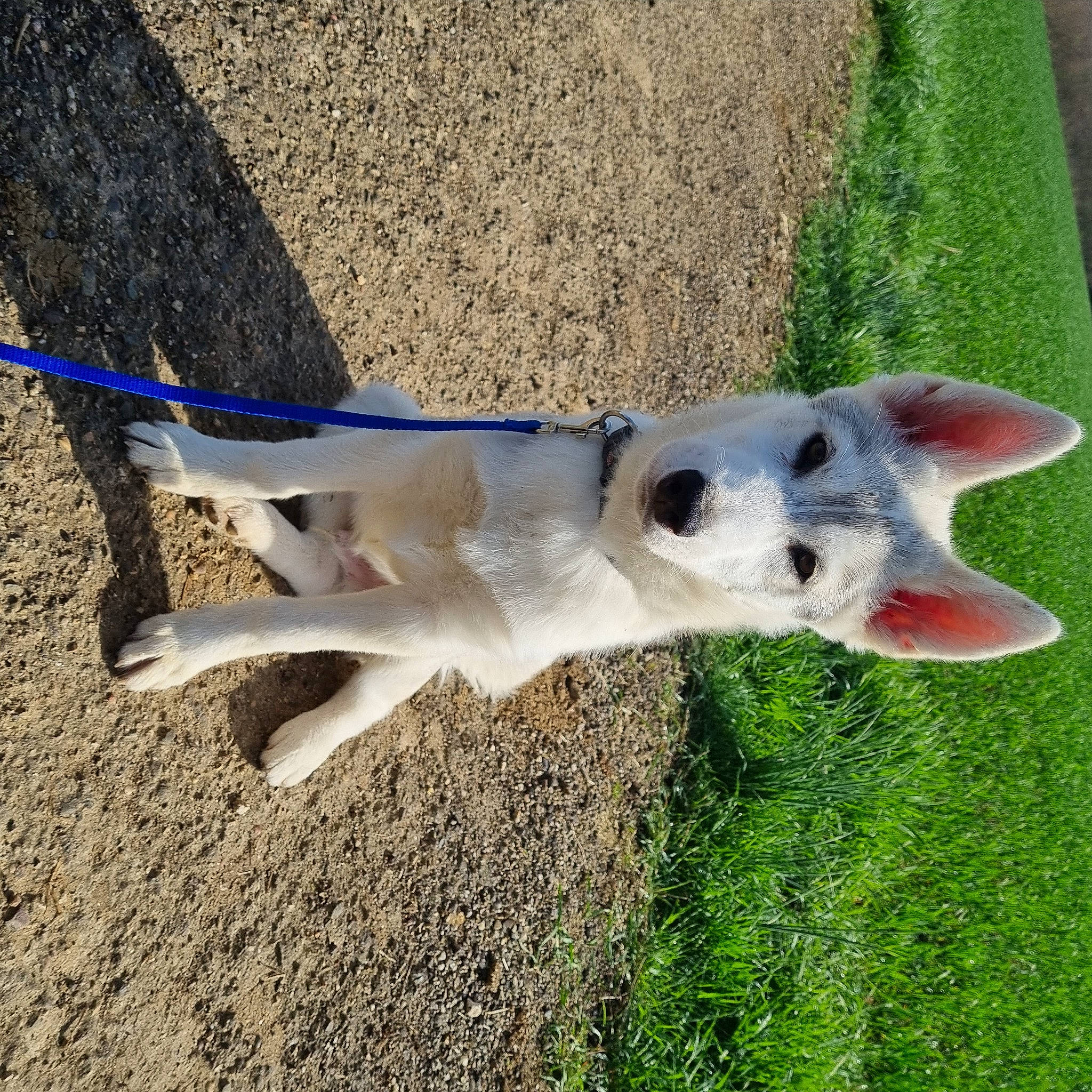 Olaf participe au concours pour gagner de l'argent avec cette photo : canidae, carnivore, collar, companion_dog, dog, dog_breed, dog_collar, fawn, grass, non_sporting_group, plant, shadow, soil, sporting_group, tail, working_animal, working_dog