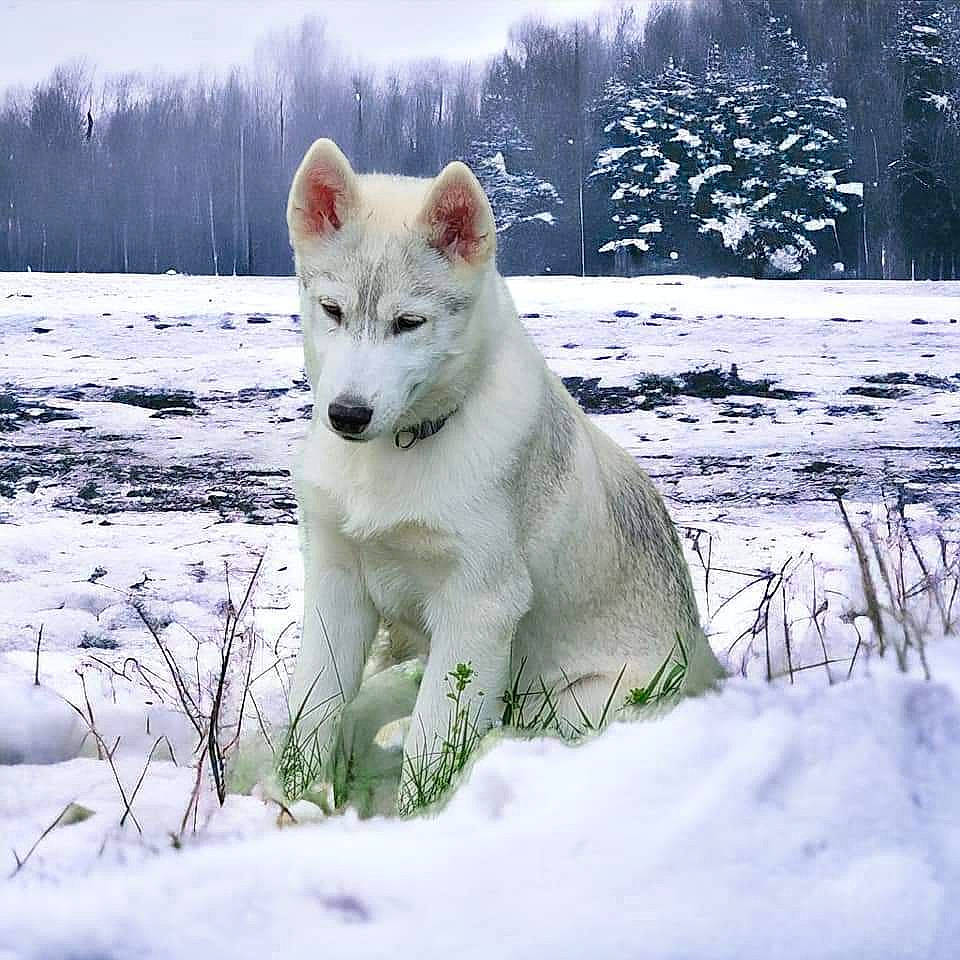 Olaf participe au concours pour gagner de l'argent avec cette photo : arctic_fox, canidae, canis_lupus_tundrarum, carnivore, dog, dog_breed, freezing, ice_cap, natural_landscape, plant, polar_ice_cap, sky, snout, snow, tail, terrestrial_animal, tree, wildlife, winter, wolf