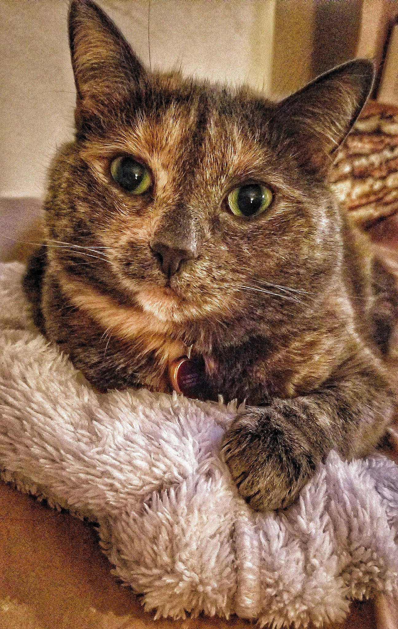 Molly