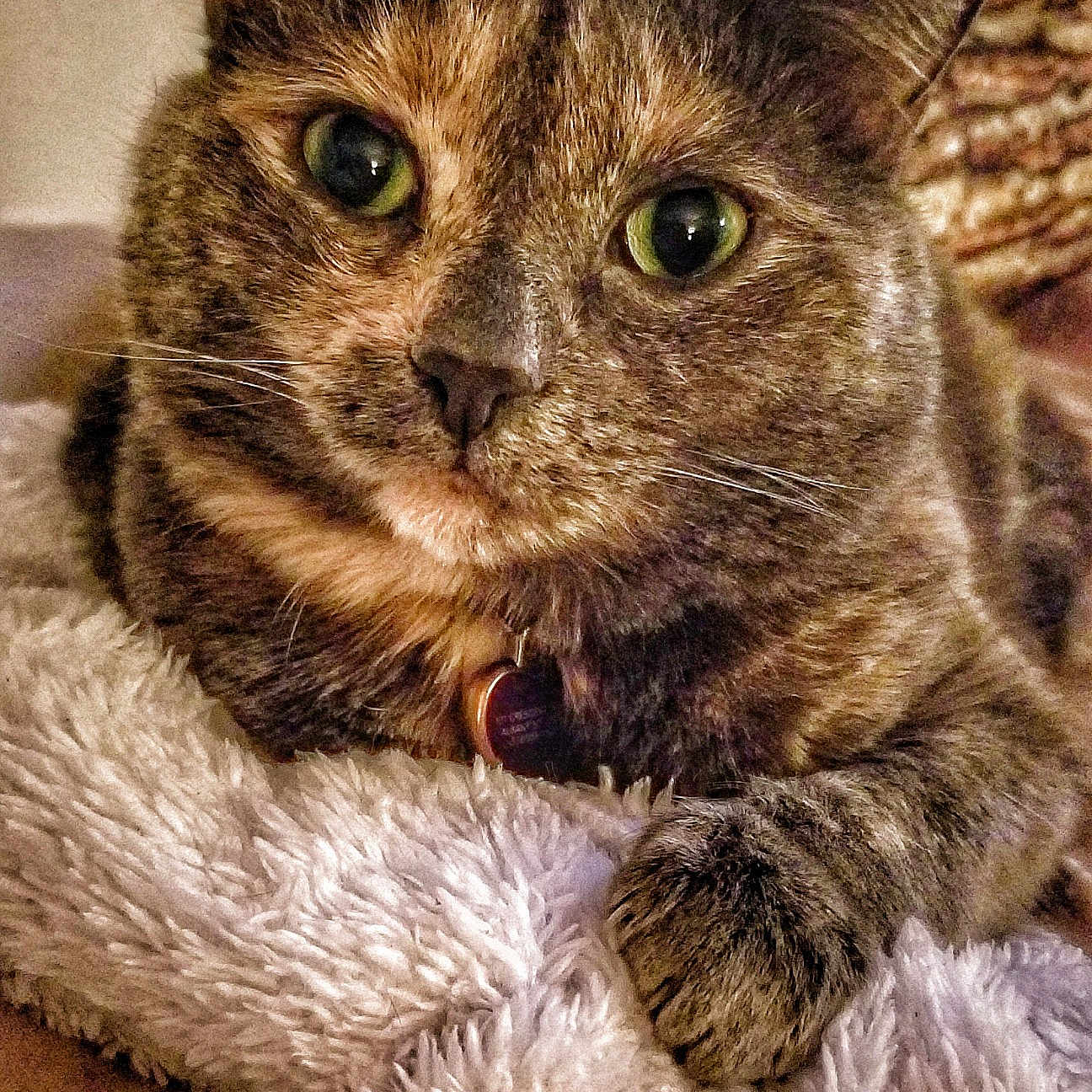 Molly