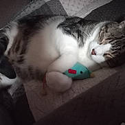 Kitty joined the competition — help win amazing prizes! cat, tabby, sleeping, toy_mouse, quilt, blanket, cozy, indoor, pet, fur, whiskers, paw, resting, cute, animal, domestic, feline, relaxed, soft_lighting, comfort