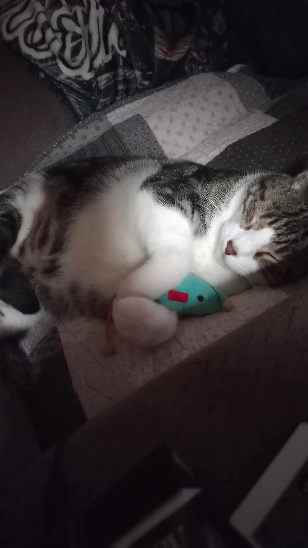 Kitty joined the competition — help win amazing prizes! cat, tabby, sleeping, toy_mouse, quilt, blanket, cozy, indoor, pet, fur, whiskers, paw, resting, cute, animal, domestic, feline, relaxed, soft_lighting, comfort