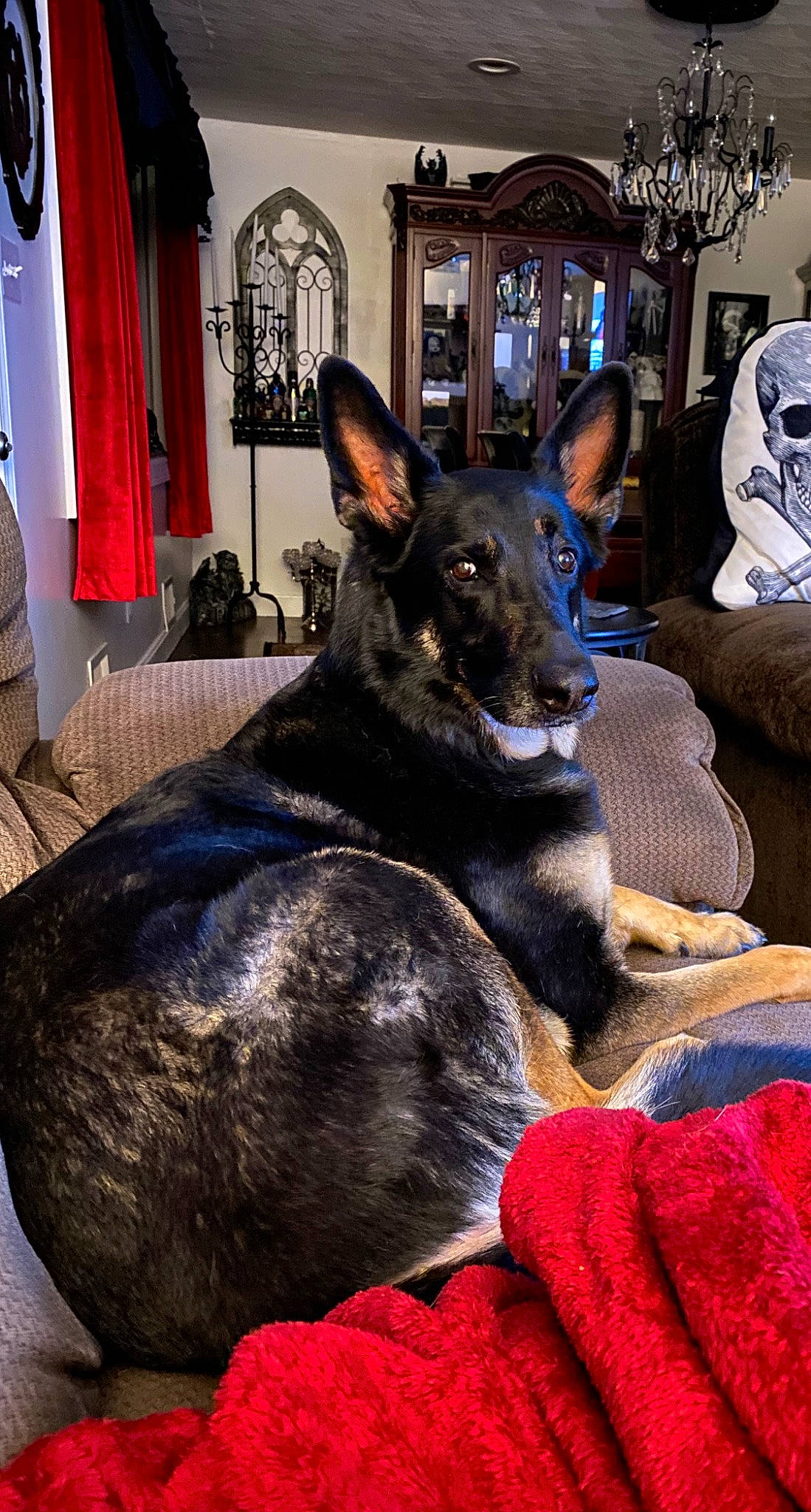 Salem is registered to the contest to win money with this photo: canidae, carnivore, comfort, companion_dog, curtain, dog, dog_breed, ear, east_european_shepherd, event, fur, guard_dog, picture_frame, purple, sitting, snout, sporting_group, window, working_animal, working_dog