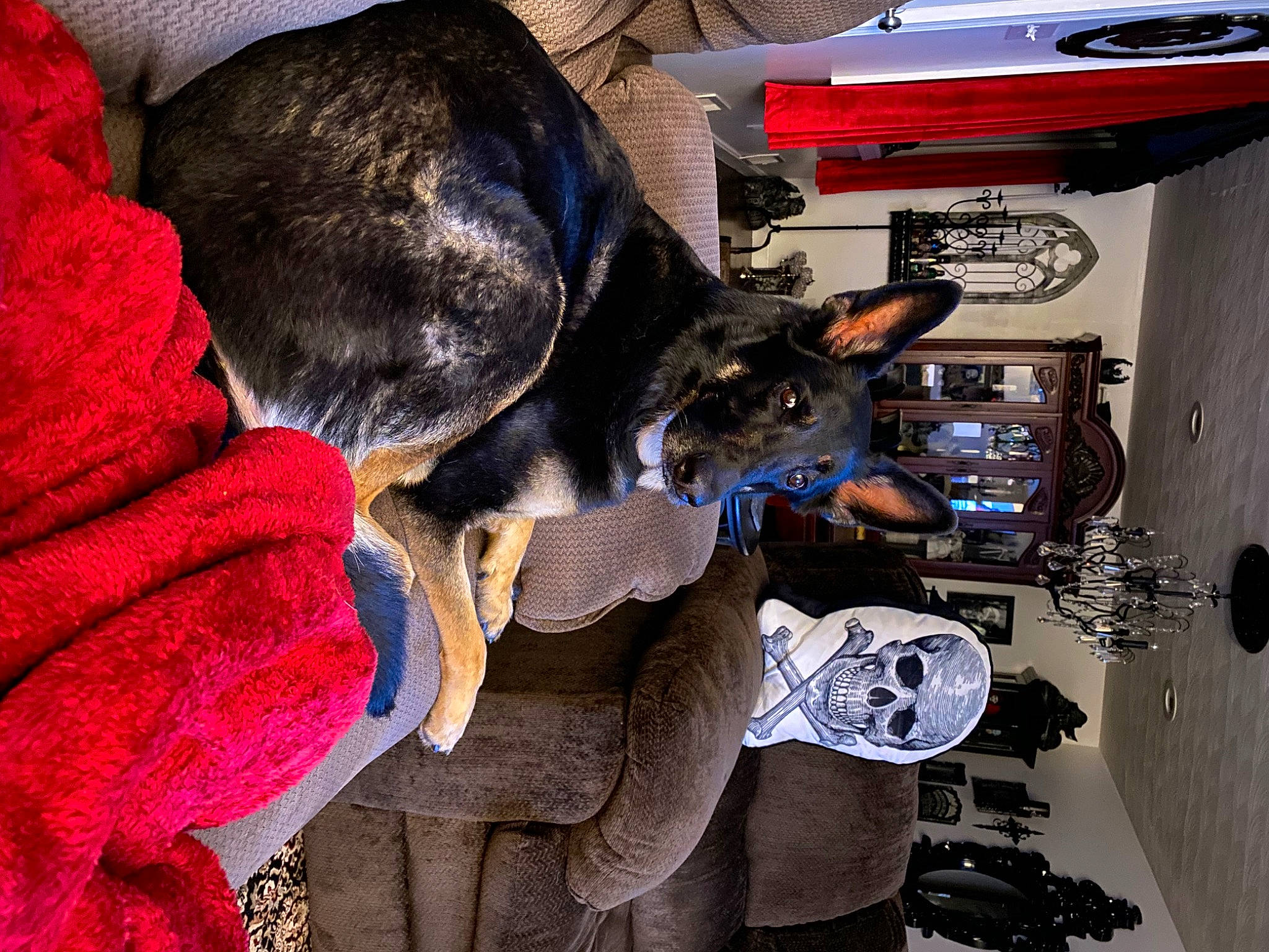 Salem is registered to the contest to win money with this photo: auto_part, automotive_design, automotive_exterior, automotive_lighting, automotive_tire, bumper, carmine, carnivore, dog, dog_breed, electric_blue, electrical_wiring, felidae, fur, machine, motor_vehicle, small_to_medium_sized_cats, vehicle, vehicle_door, whiskers