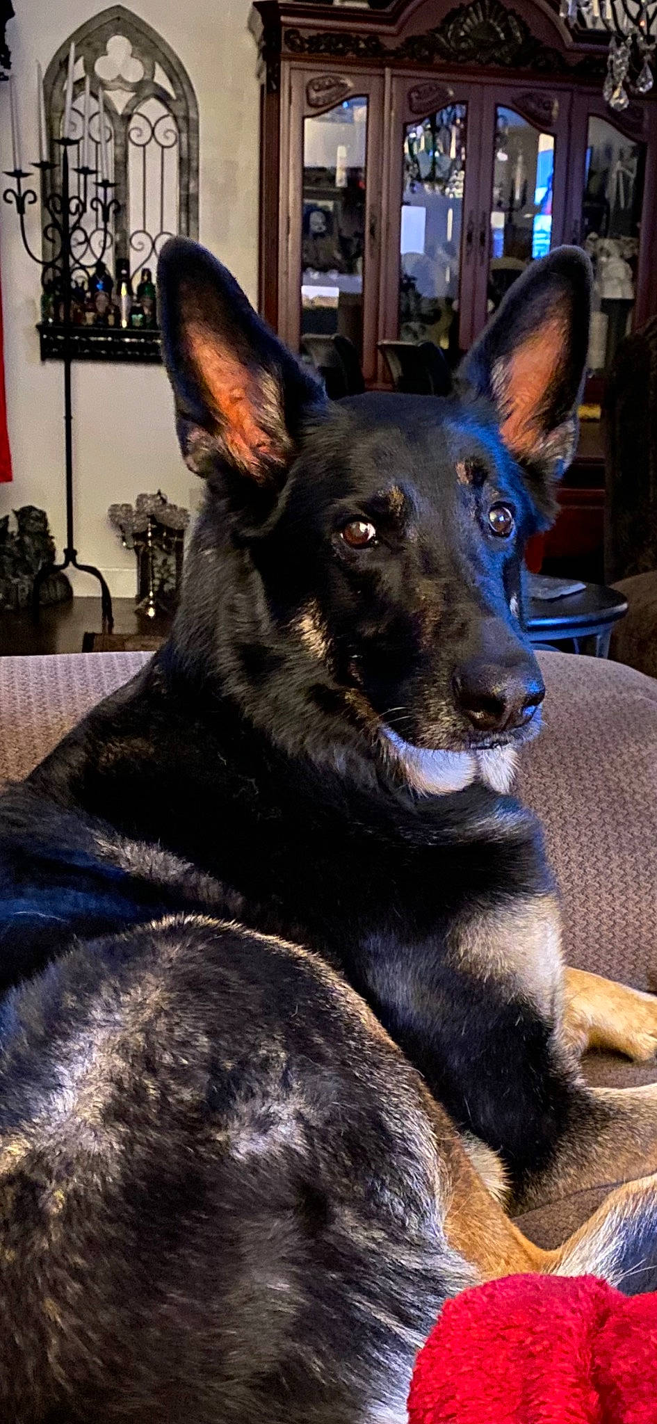 Salem is registered to the contest to win money with this photo: canidae, carnivore, companion_dog, dog, dog_breed, ear, east_european_shepherd, fawn, fur, german_shepherd_dog, guard_dog, herding_dog, king_shepherd, picture_frame, snout, sporting_group, whiskers, working_animal, working_dog