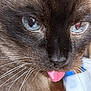 Patate a rejoint le concours — aidez-le/la à gagner de superbes lots ! cat, siamese_cat, blue_eyes, tongue_out, close_up, whiskers, fur, pet, animal, playful, cheeky, indoor, blurred_background, face, cute, mammal, domestic_animal, feline, portrait, expression