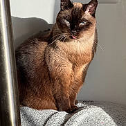 Patate a rejoint le concours — aidez-le/la à gagner de superbes lots ! cat, siamese_cat, tongue_out, sunlight, shadow, blanket, indoor, feline, pet, fur, whiskers, ears, nose, eyes, cozy, texture, relaxation, animal, cute, mammal