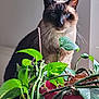 Patate a rejoint le concours — aidez-le/la à gagner de superbes lots ! cat, siamese_cat, houseplant, green_leaves, indoor, pet, animal, feline, plant_pot, curious, tongue_out, close_up, portrait, natural_light, domestic, whiskers, ears, eyes, brown_fur, background_wall