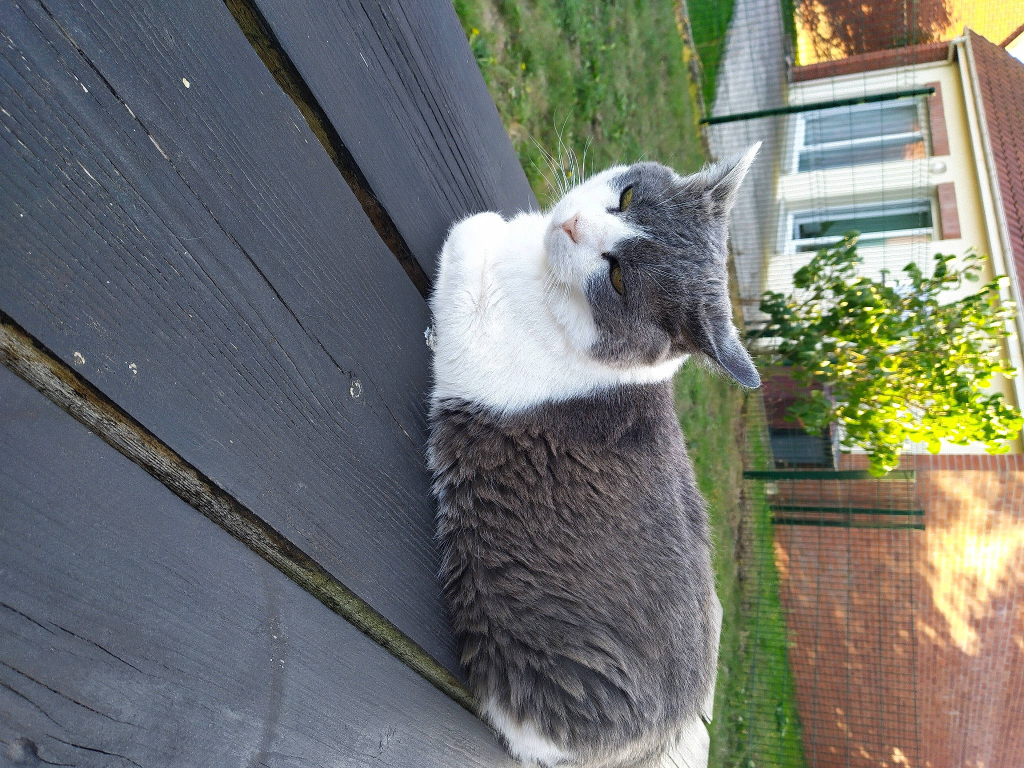 Biscuit participe au concours pour gagner de l'argent avec cette photo : aegean_cat, british_shorthair, carnivore, cat, domestic_short_haired_cat, european_shorthair, felidae, fur, plant, polydactyl_cat, russian_blue, small_to_medium_sized_cats, snout, tail, tree, whiskers, window