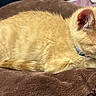 animal, blanket, blue_collar, brown_blanket, cat, close_up, collar, cozy, curled_up, cute, fur, ginger_cat, indoors, lying_down, nap, pet, relaxed, sleeping, sleepy, whiskers