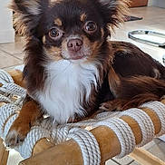 Alekseï participe au concours pour gagner de l'argent avec cette photo : dog, chihuahua, small_dog, pet, long_hair, brown_coat, white_chest, ears, eyes, paw, stool, rope, wood_furniture, indoor, tiled_floor, close_up, portrait, sitting, curious, household