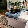 black_cat, cat, yellow_eyes, blanket, ottoman, living_room, plants, fan, rug, wooden_floor, upside_down, curious, pet, cozy, interior, furniture, indoor, relaxed, soft_texture, home
