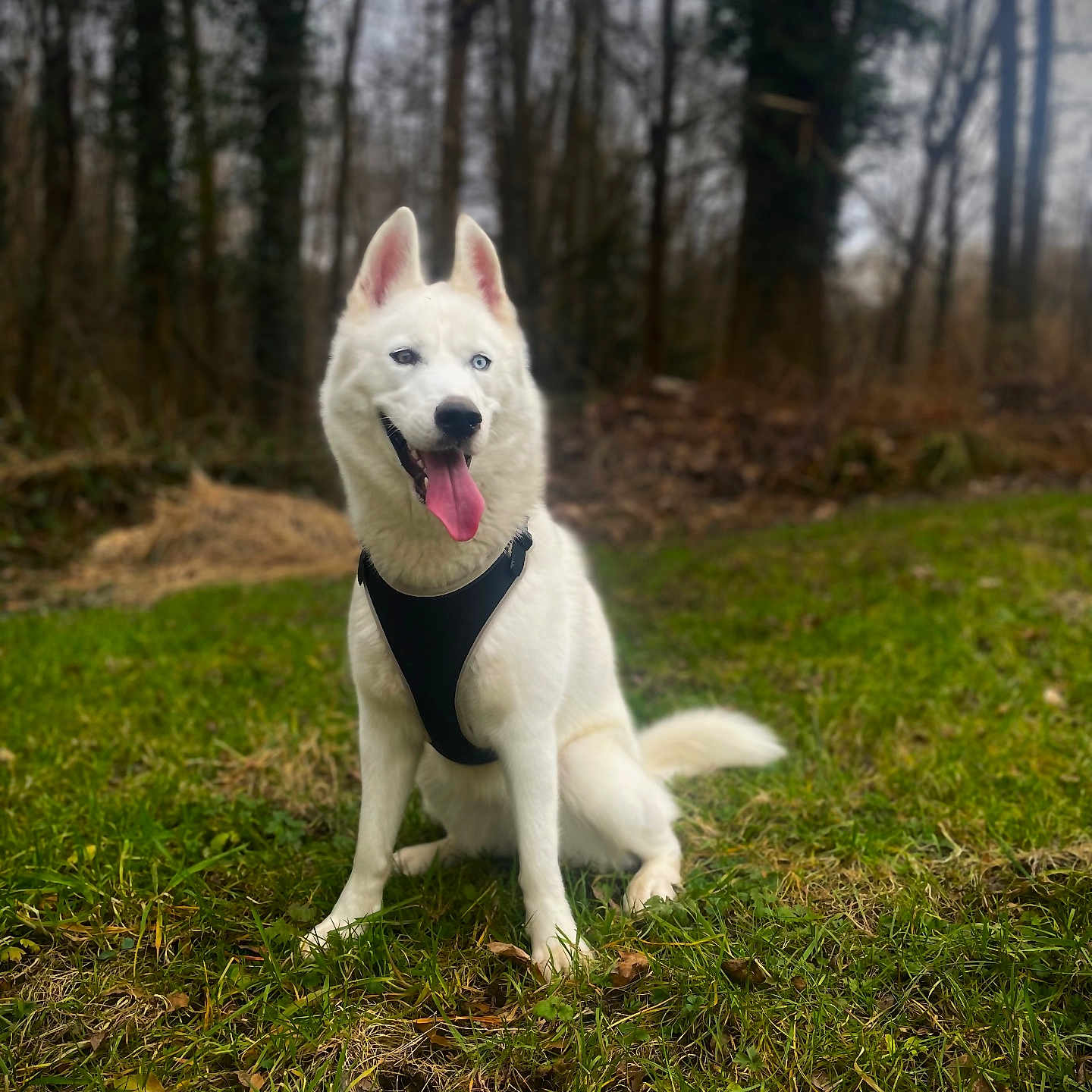 Laïka