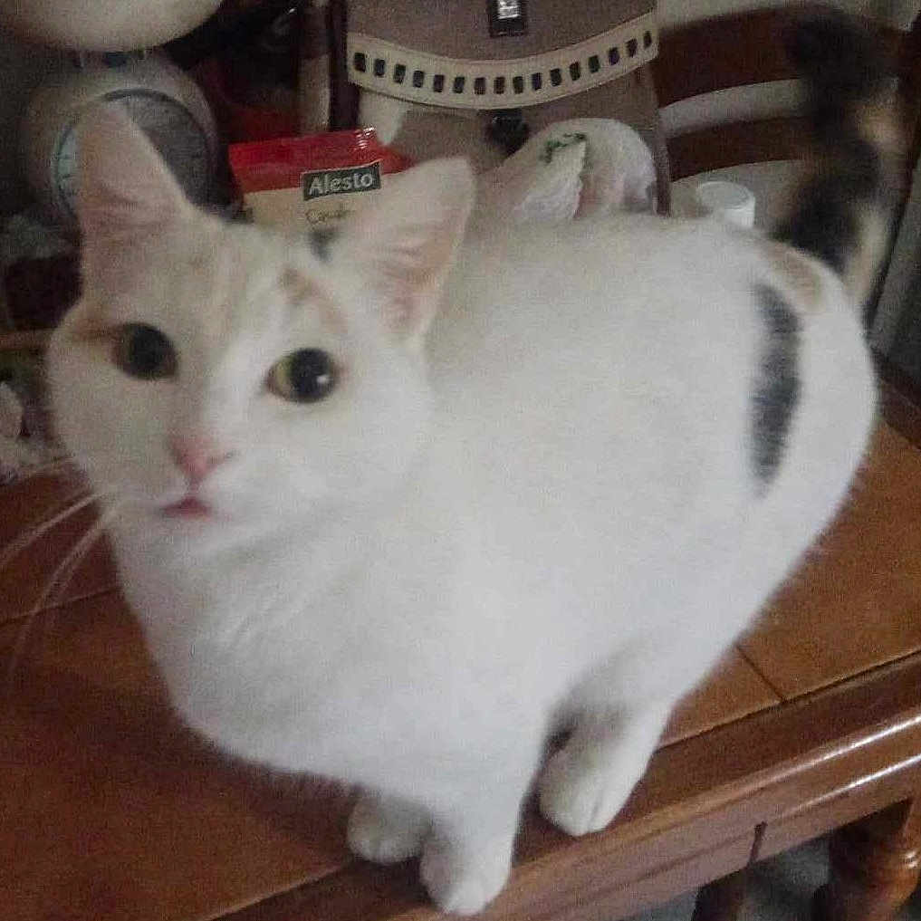 Blanchette