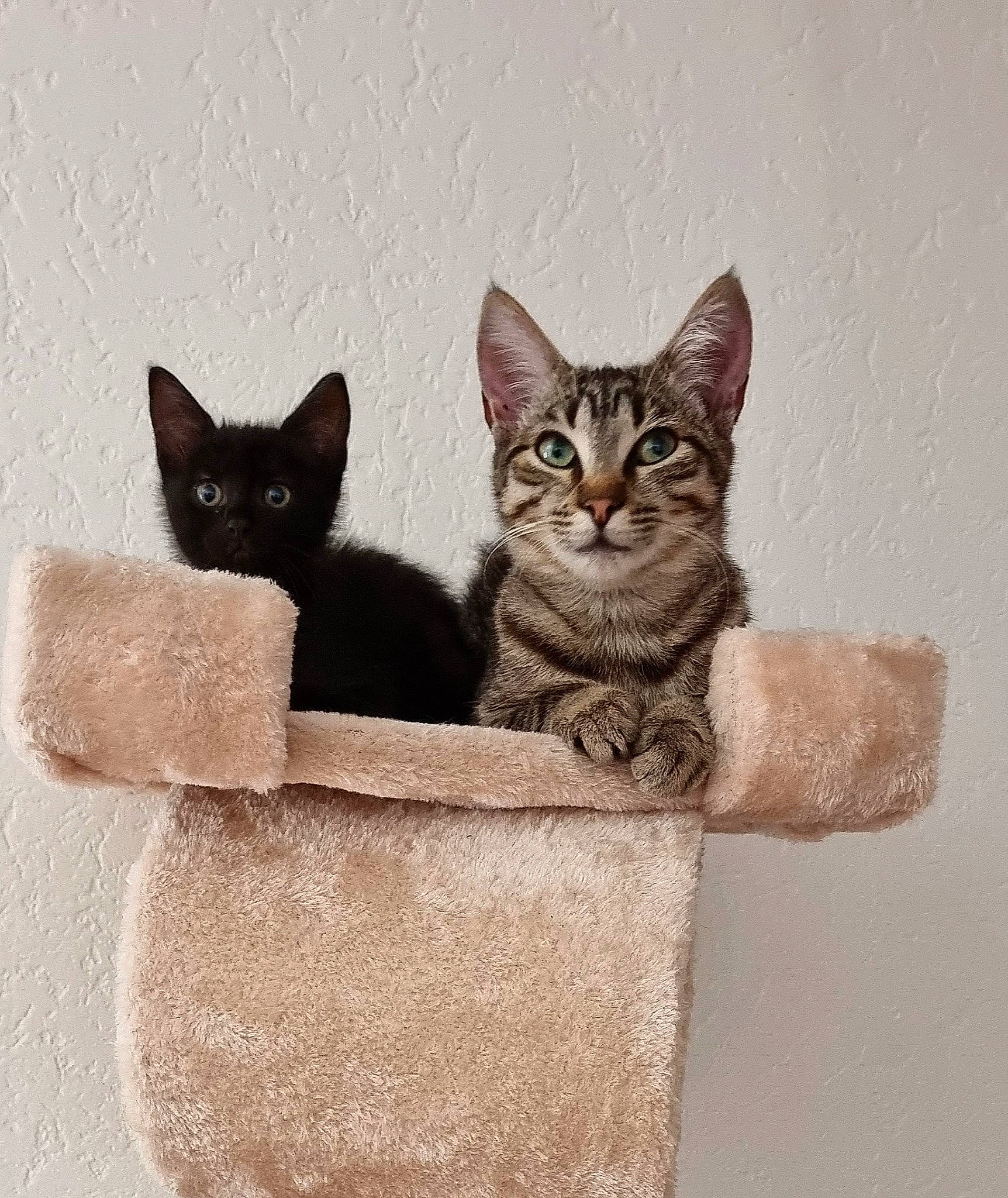 Tequila participe au concours pour gagner de l'argent avec cette photo : box, carnivore, cat, cat_bed, cat_furniture, cat_supply, comfort, domestic_short_haired_cat, felidae, fur, grey, paw, pet_supply, rectangle, serveware, sitting, small_to_medium_sized_cats, snout, tail, whiskers