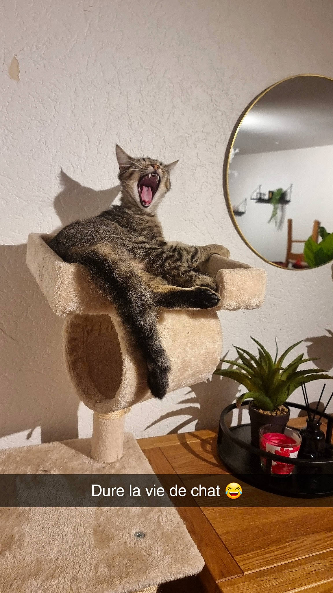 Tequila a rejoint le concours — aidez-le/la à gagner de superbes lots ! art, cat, felidae, flowerpot, fur, grey, hat, houseplant, interior_design, mirror, natural_material, picture_frame, plant, room, shelf, small_to_medium_sized_cats, tail, twig, whiskers, wood