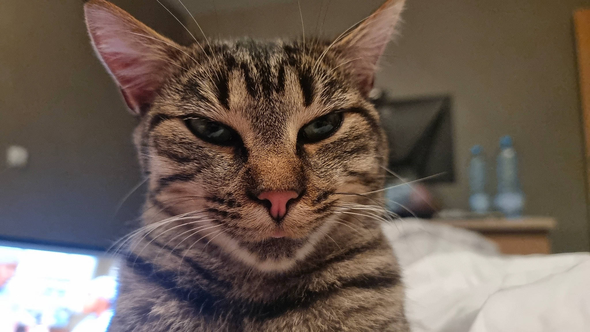 Tequila participe au concours pour gagner de l'argent avec cette photo : bottle, carnivore, cat, close_up, domestic_short_haired_cat, ear, felidae, fur, small_to_medium_sized_cats, snout, terrestrial_animal, whiskers