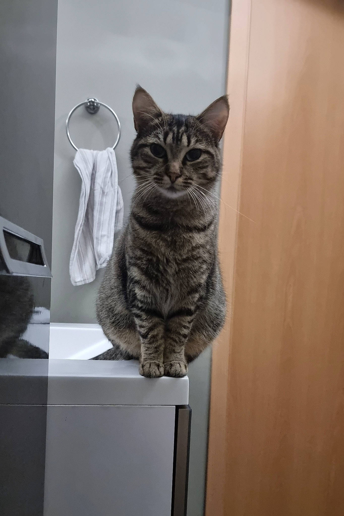 Tequila participe au concours pour gagner de l'argent avec cette photo : carnivore, cat, domestic_short_haired_cat, door, drinkware, felidae, fur, grey, monochrome, mug, room, serveware, small_to_medium_sized_cats, snout, tableware, tail, whiskers, window, wood