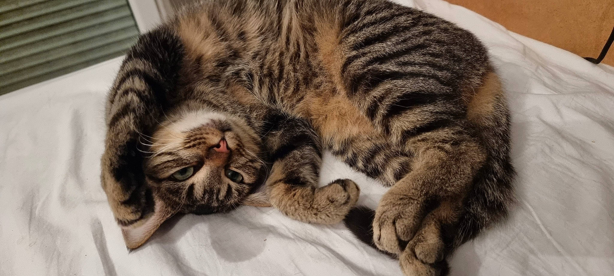 Tequila a rejoint le concours — aidez-le/la à gagner de superbes lots ! carnivore, cat, claw, comfort, domestic_short_haired_cat, felidae, fur, nap, paw, small_to_medium_sized_cats, snout, terrestrial_animal, whiskers