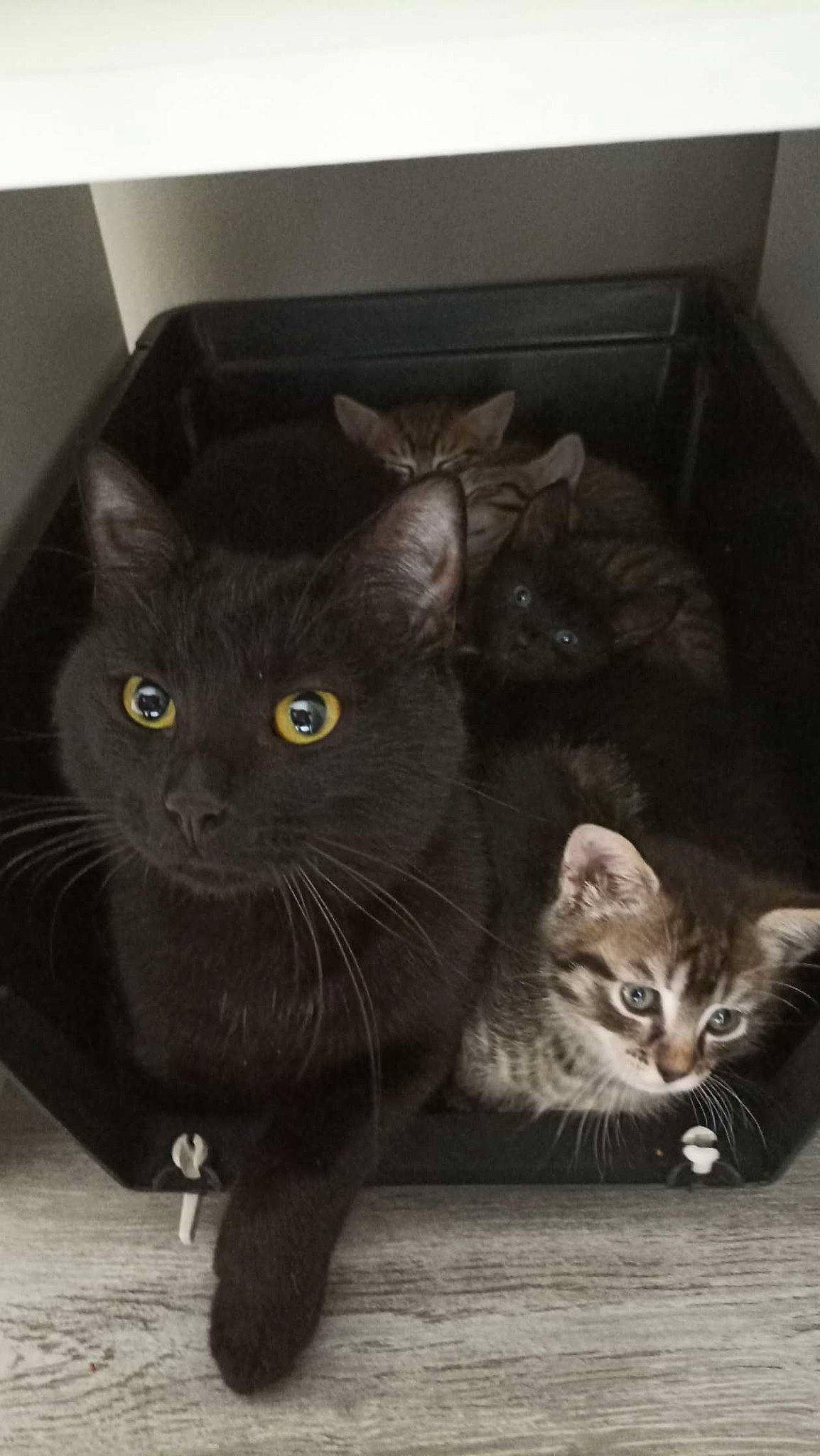 Tokyo participe au concours pour gagner de l'argent avec cette photo : black_cat, box, carnivore, cat, claw, domestic_short_haired_cat, felidae, fur, grey, paw, photo_caption, small_to_medium_sized_cats, snout, tail, terrestrial_animal, whiskers, window