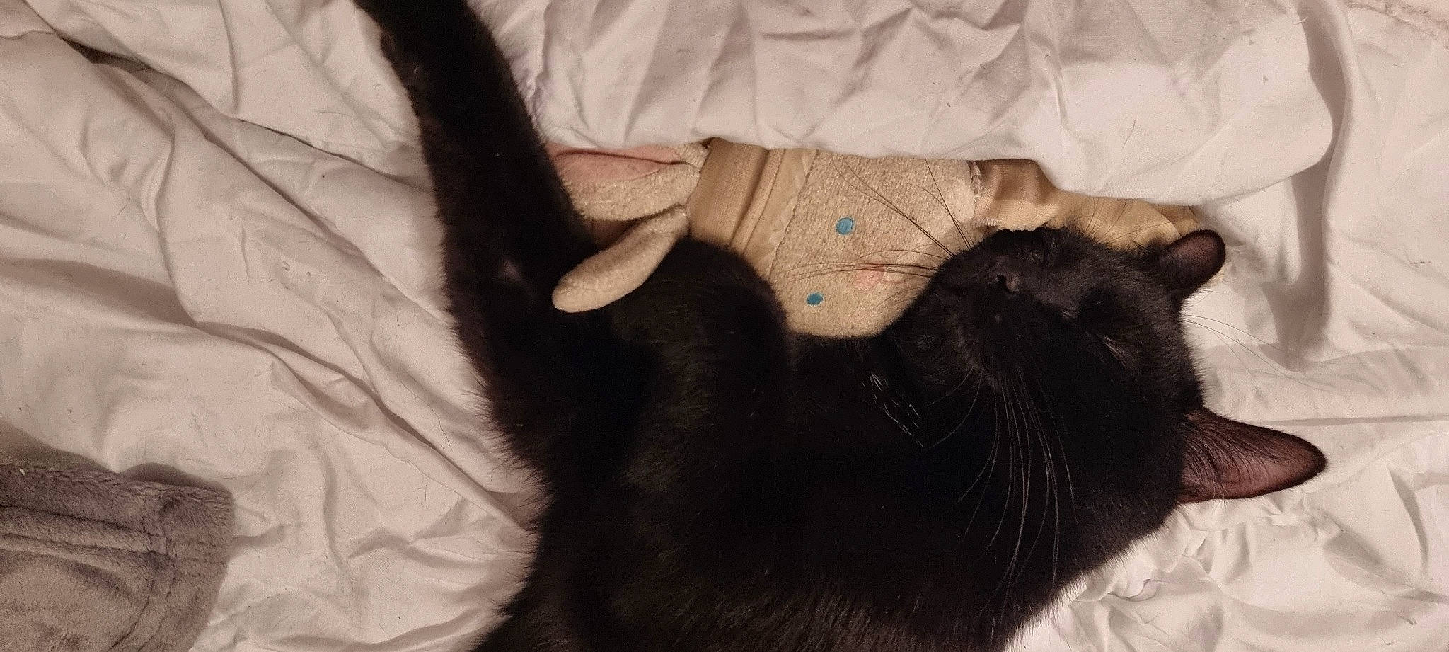 Tokyo participe au concours pour gagner de l'argent avec cette photo : black_cat, bombay, brown, carnivore, cat, claw, comfort, domestic_short_haired_cat, felidae, fur, gesture, paw, small_to_medium_sized_cats, tail, textile, whiskers