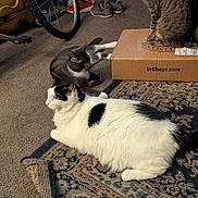 Prince joined the competition — help win amazing prizes! cat, indoor, carpet, rug, cardboard_box, bicycle, shoes, feline, pet, animal, tabby_cat, black_and_white_cat, relaxing, floor, home, domestic_animal, three_cats, sitting, lying_down, cozy
