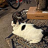 cat, indoor, carpet, rug, cardboard_box, bicycle, shoes, feline, pet, animal, tabby_cat, black_and_white_cat, relaxing, floor, home, domestic_animal, three_cats, sitting, lying_down, cozy