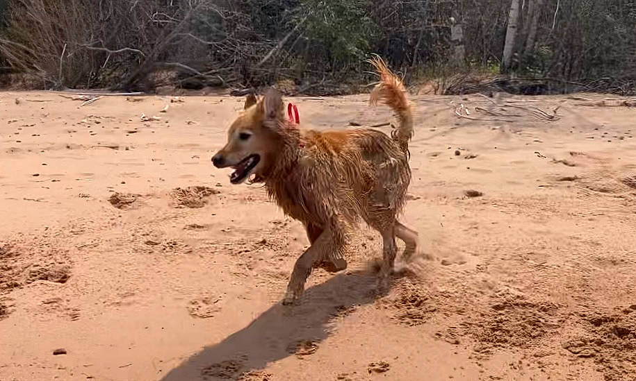 Timber is registered to the contest to win money with this photo: canidae, carnivore, dog, dog_breed, fawn, hunting_dog, landscape, sand, snout, soil, sporting_group, terrestrial_animal, tree, wildlife, wood, working_animal