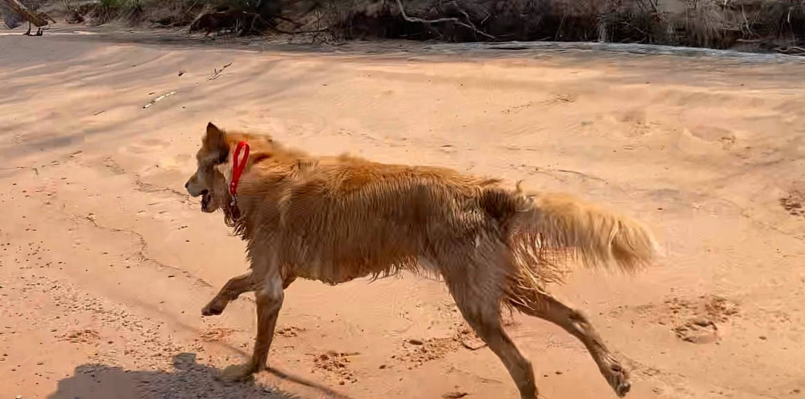 Timber is registered to the contest to win money with this photo: carnivore, companion_dog, dog, dog_breed, dog_supply, hunting_dog, landscape, plant, retriever, sand, soil, tail, terrestrial_animal, working_animal, working_dog