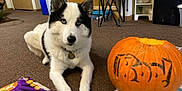 Ez Yukon joined the competition — help win amazing prizes! black_and_white, blue_eyes, cabinet, carpet, chair, container, craft_supplies, decor, dog, floor, green_toy, halloween, home, husky, indoor, orange, paper, pet_collar, pumpkin, toy