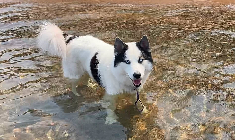 Ez Yukon joined the competition — help win amazing prizes! ancient_dog_breeds, canidae, carnivore, companion_dog, dog, dog_breed, herding_dog, lake, liquid, non_sporting_group, sporting_group, tail, terrestrial_animal, water, working_animal, working_dog