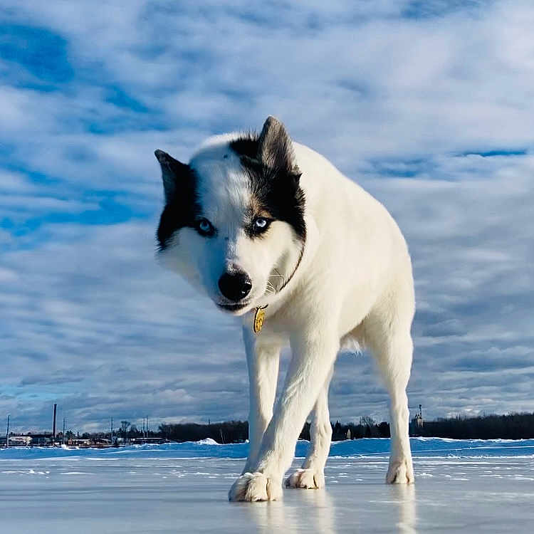 Ez Yukon joined the competition — help win amazing prizes! animal, blue_eyes, canine, cloudy, cold, collar, dog, frozen_lake, fur, husky, ice, landscape, muzzle, nature, outdoor, pet, sky, snow, walking, winter