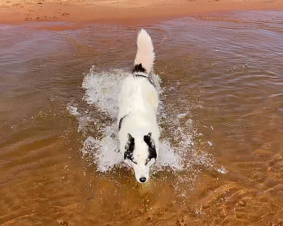 Ez Yukon is registered to the contest to win money with this photo: beach, body_of_water, canidae, carnivore, companion_dog, dog, dog_breed, fun, happy, liquid, ocean, people_in_nature, recreation, seabird, sporting_group, tail, water, water_bird, wave, wind_wave