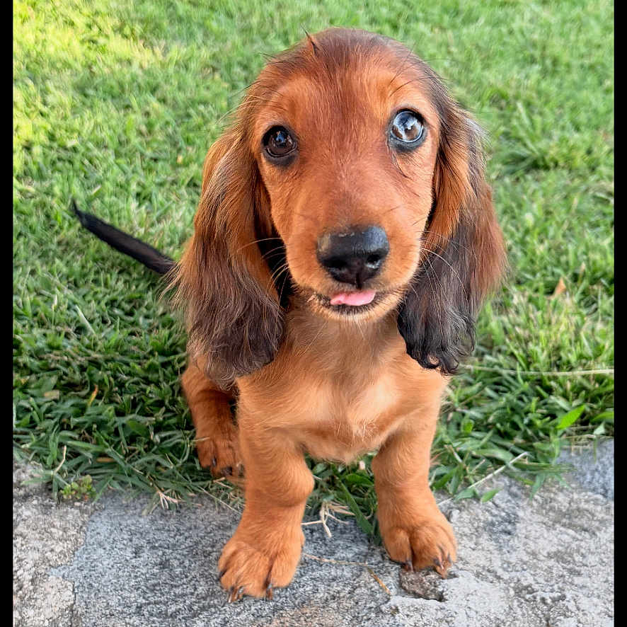 Perle participe au concours pour gagner de l'argent avec cette photo : adorable, animal, canine, cute, dachshund, dog, ears, friendly, fur, grass, nature, outdoor, pet, playful, portrait, puppy, sitting, small_dog, tongue_out, young_dog