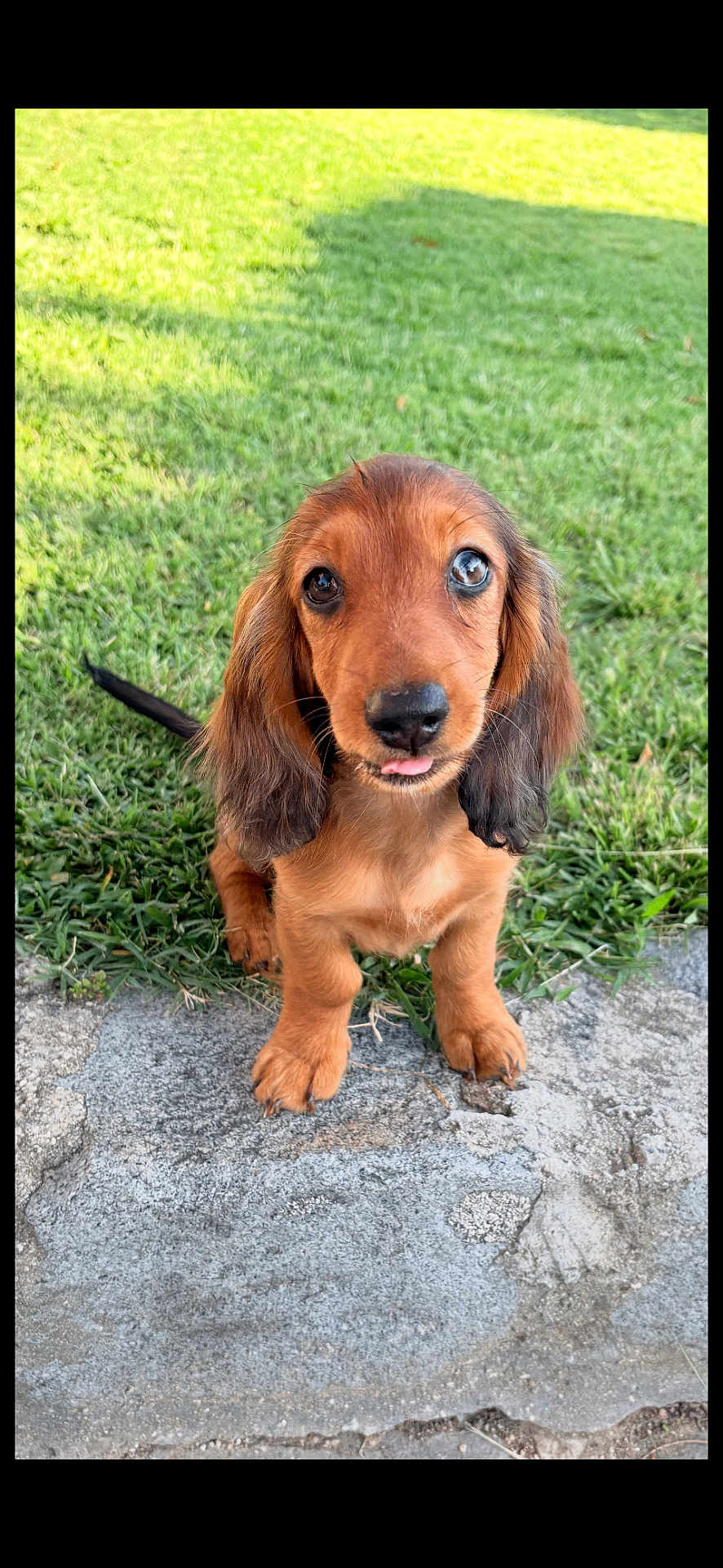 Perle participe au concours pour gagner de l'argent avec cette photo : puppy, dog, dachshund, grass, outdoor, cute, tongue_out, pet, animal, canine, young_dog, ears, fur, portrait, sitting, small_dog, playful, nature, friendly, adorable