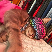 Leo is registered to the contest to win money with this photo: bed, blanket, cat, closet, closeup, clothes, collar, colorful, cozy, flower_collar, hanging_clothes, indoor, leopard_print, mask, napping, paw, pet, sleeping_cat, tabby_cat, whiskers