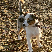 Voyelle participe au concours pour gagner de l'argent avec cette photo : accessories, animal, beach, canine, coast, cockerspaniel, dog, hound, leash, nature, outdoors, papillon, path, pet, puppy, rock, sea, shoreline, strap, water