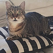 Loopi a rejoint le concours — aidez-le/la à gagner de superbes lots ! animal, cat, couch, cozy, cute, domestic_animal, ears, eyes, feline, fur, home, indoor, laying, mammal, pet, relaxed, resting, striped_pillow, tabby_cat, whiskers