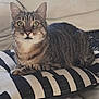 animal, cat, couch, cozy, cute, domestic_animal, ears, eyes, feline, fur, home, indoor, laying, mammal, pet, relaxed, resting, striped_pillow, tabby_cat, whiskers