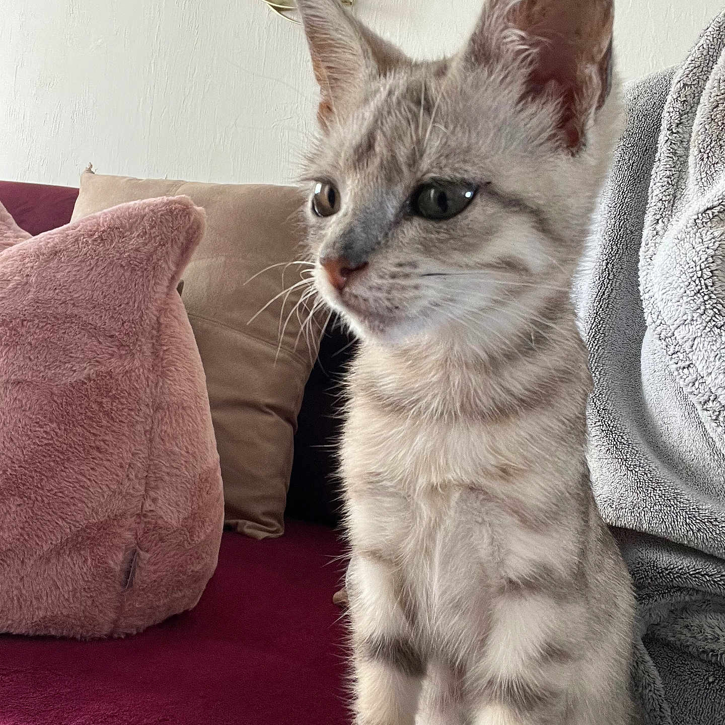 Perle participe au concours pour gagner de l'argent avec cette photo : abyssinian, angora, animal, blanket, cat, chair, couch, cushion, egyptiancat, food, fruit, furniture, homedecor, kitten, linen, manx, pet, pillow, pineapple, siamese