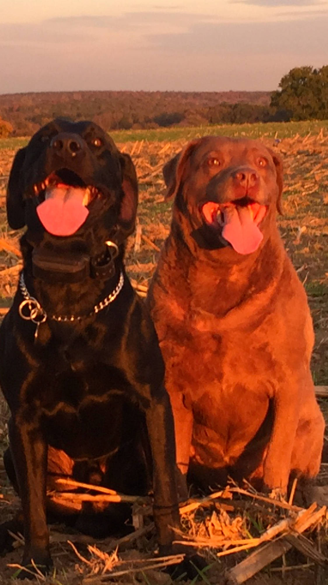 Tia is registered to the contest to win money with this photo: art, big_cats, canidae, carnivore, companion_dog, dog, dog_breed, fawn, fur, guard_dog, gun_dog, kodiak_bear, landscape, liver, sky, snout, sporting_group, terrestrial_animal, wildlife, working_animal