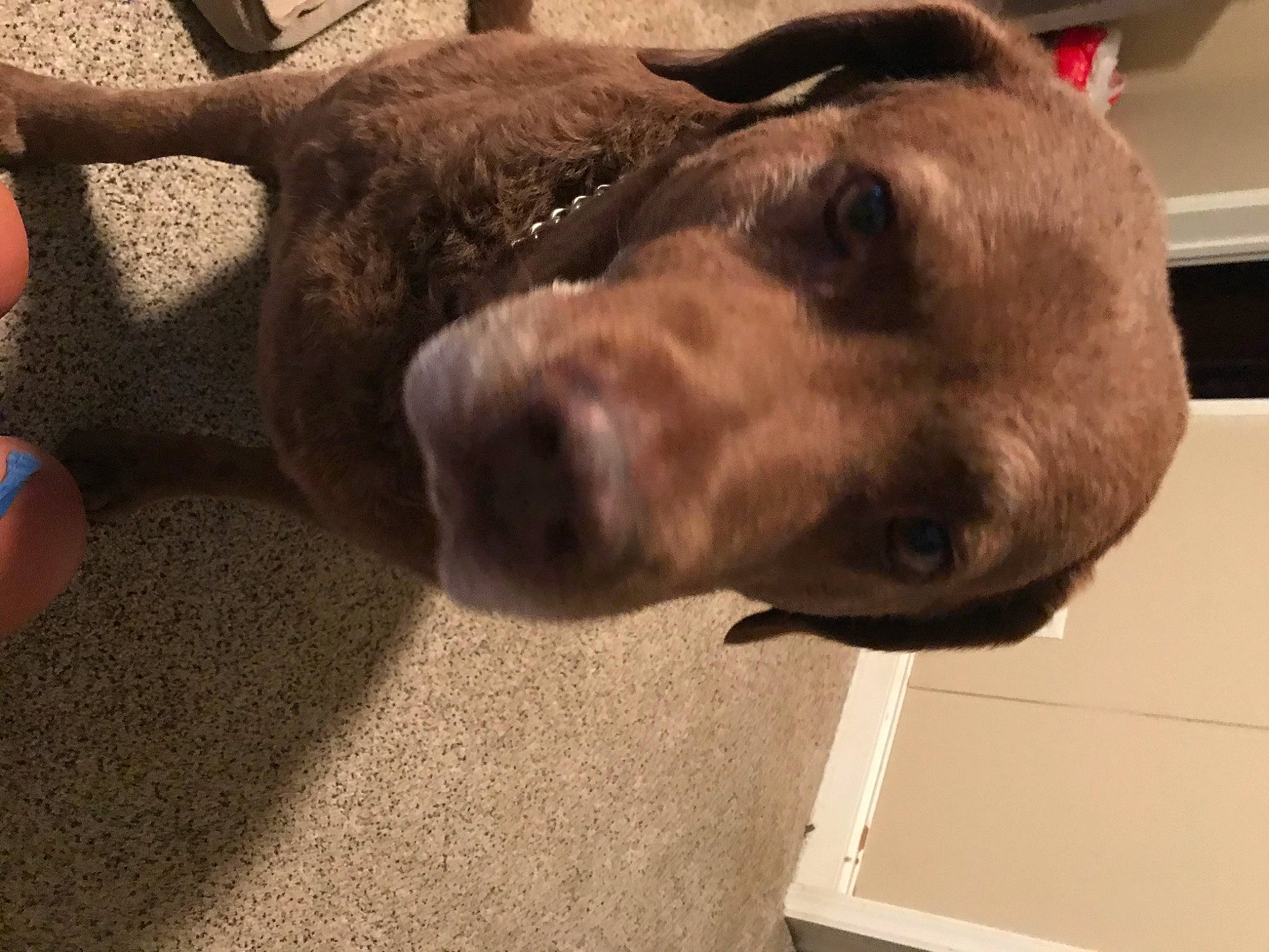 Tia is registered to the contest to win money with this photo: borador, carnivore, collar, companion_dog, dog, dog_breed, dog_collar, fawn, fur, liver, metal, pointing_breed, retriever, snout, sporting_group, tail, terrestrial_animal, whiskers, wood, working_animal