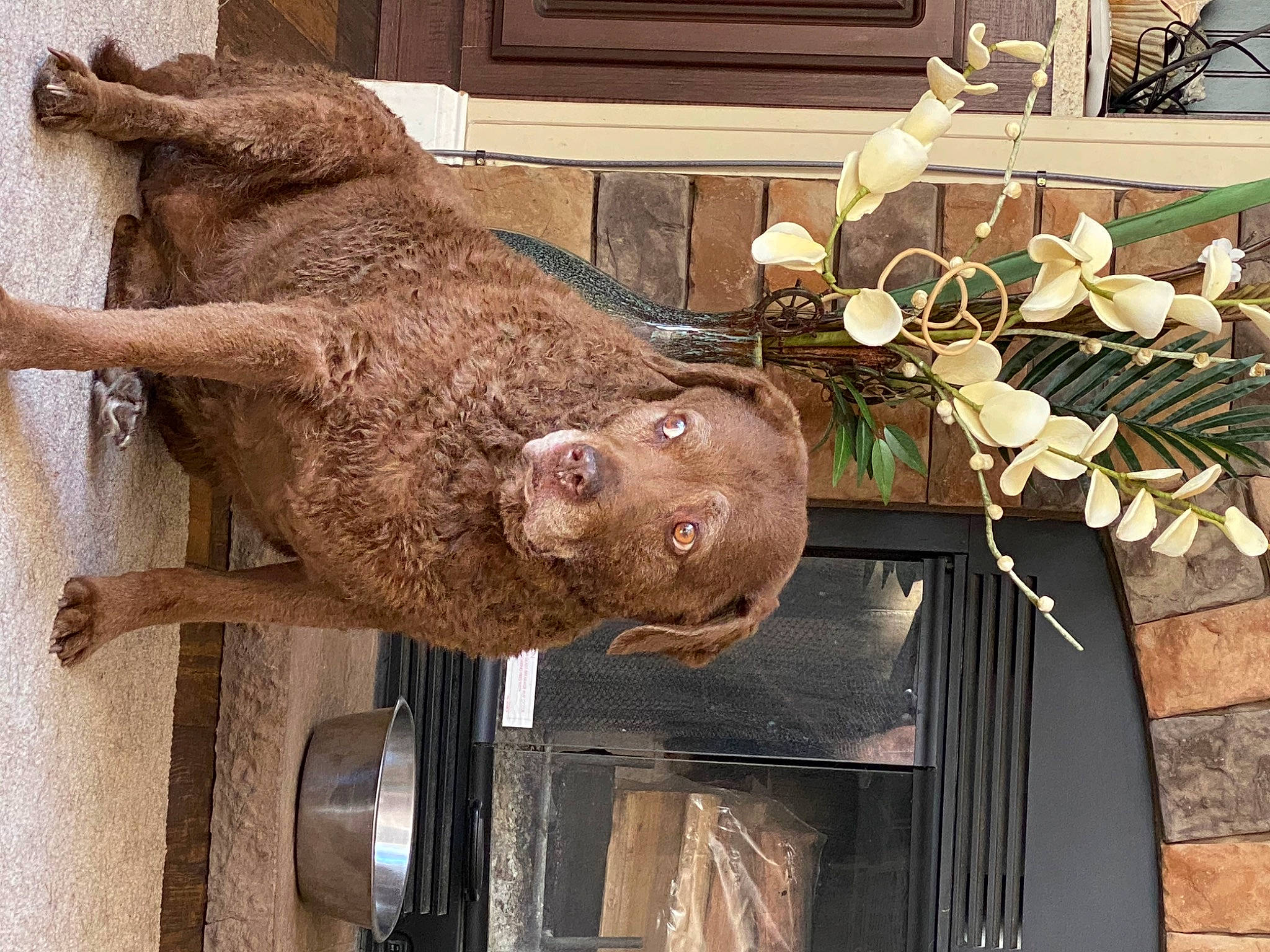 Tia is registered to the contest to win money with this photo: art, artifact, chainsaw_carving, fur, hat, liver, metal, natural_material, plant, sculpture, snout, sporting_group, terrestrial_animal, tire, wheel, wood, working_animal