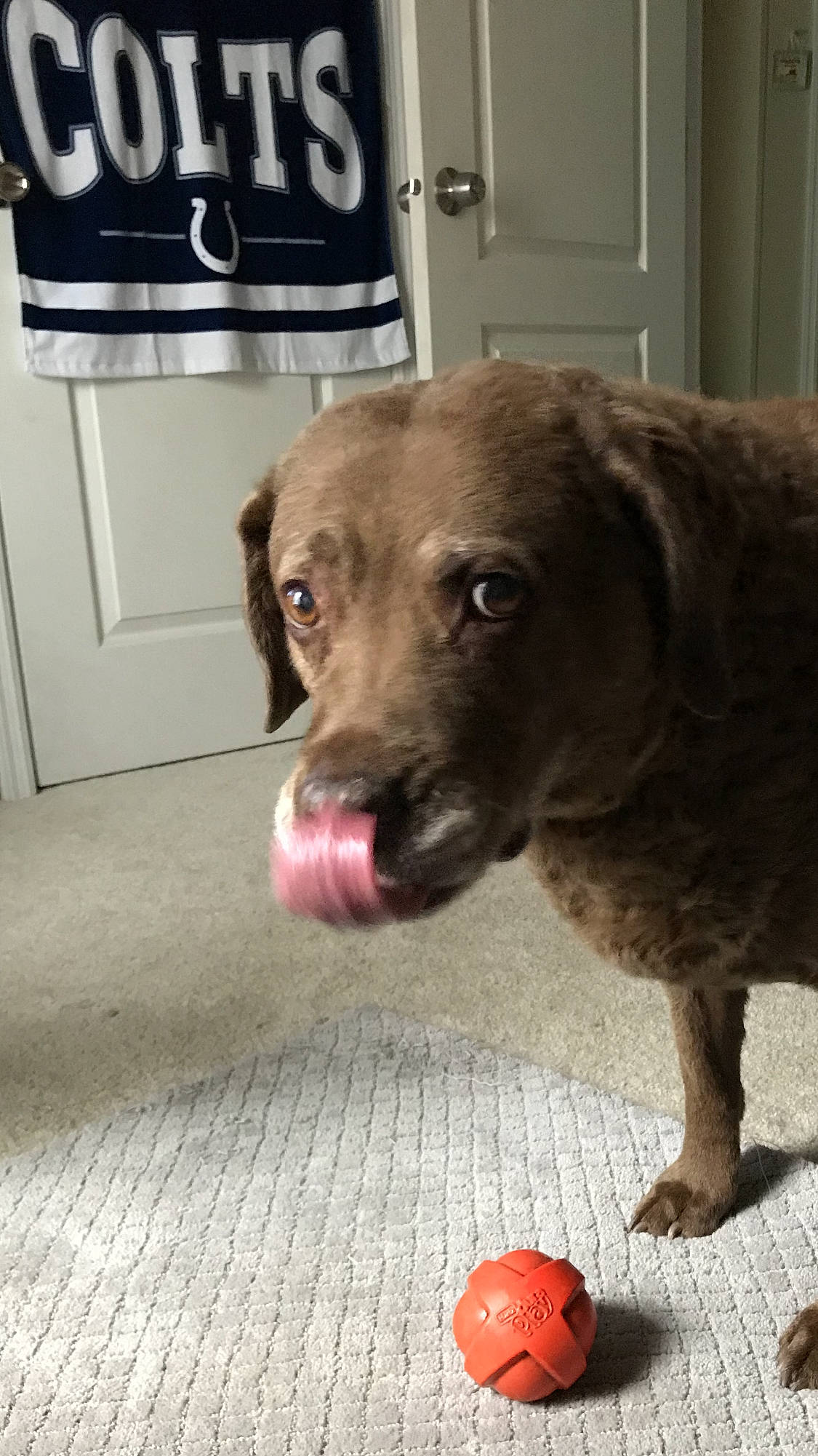 Tia joined the competition — help win amazing prizes! ball, carnivore, collar, companion_dog, dog, dog_breed, dog_collar, door, fawn, flooring, fur, leash, liver, paw, snout, sporting_group, sports_equipment, terrestrial_animal, whiskers, working_animal