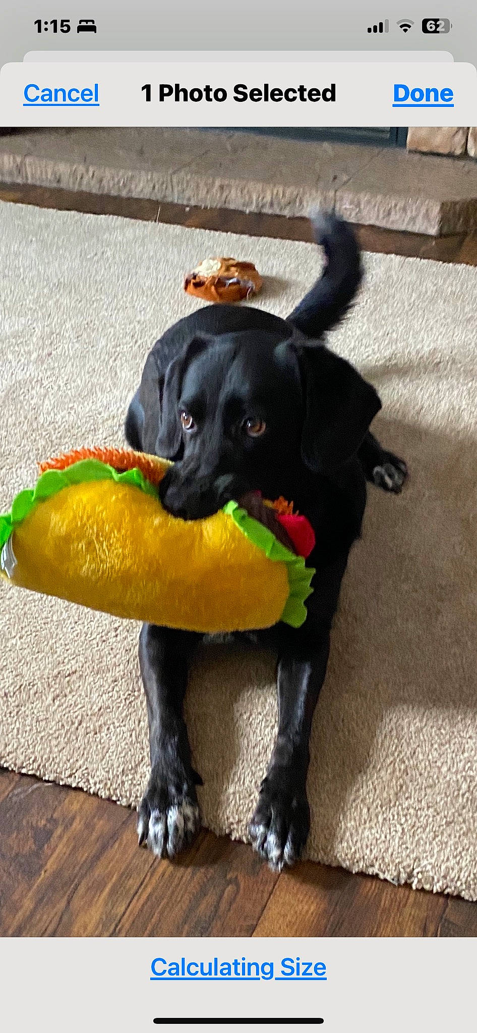 Lily joined the competition — help win amazing prizes! canidae, carnivore, collar, companion_dog, dog, dog_breed, dog_collar, dog_supply, dog_toy, fashion_accessory, fawn, leash, personal_protective_equipment, pet_supply, road_surface, snout, sporting_group, street_dog, tail, working_animal