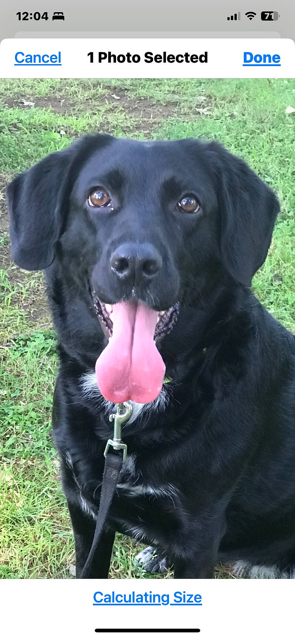 Lily joined the competition — help win amazing prizes! borador, canidae, carnivore, collar, companion_dog, dog, dog_breed, dog_collar, fur, grass, gun_dog, hunting_dog, labrador_retriever, plant, retriever, snout, sporting_group, terrestrial_animal, whiskers, working_animal