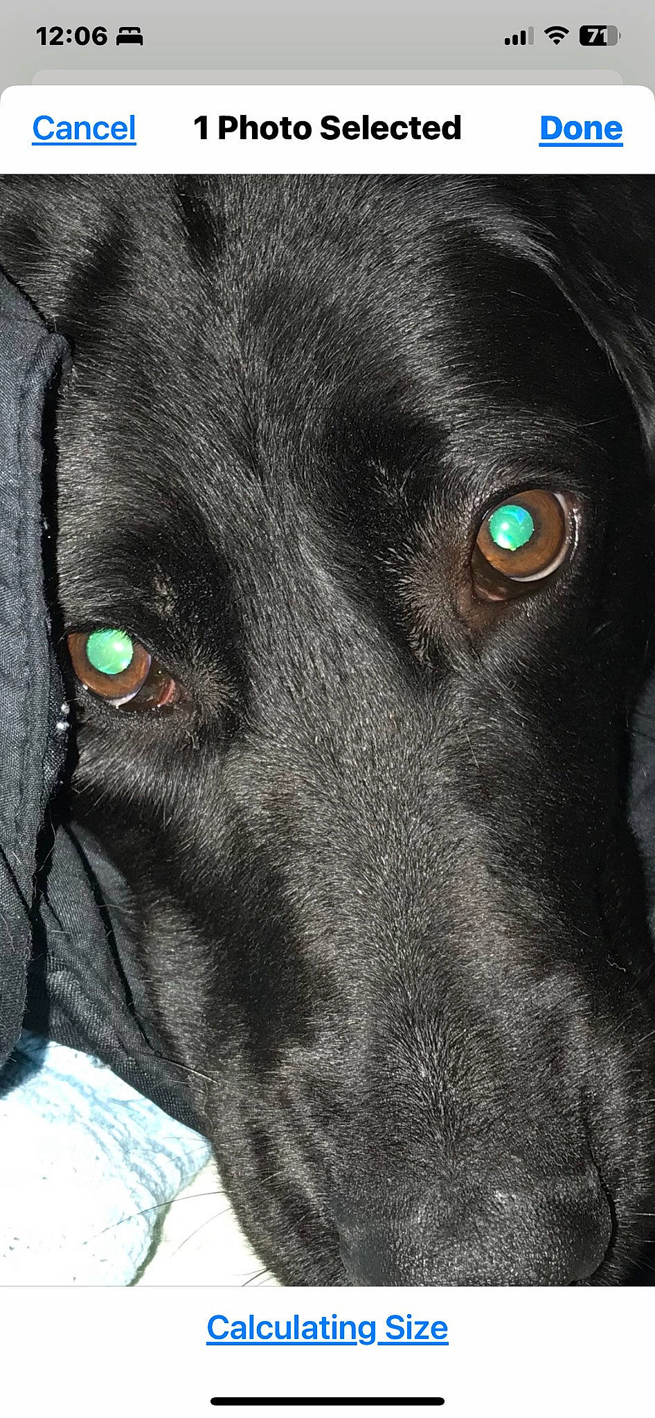 Lily joined the competition — help win amazing prizes! borador, canidae, carnivore, close_up, collar, companion_dog, dog, dog_breed, electric_blue, event, fur, giant_dog_breed, guard_dog, hunting_dog, liver, snout, sporting_group, whiskers, working_animal, working_dog